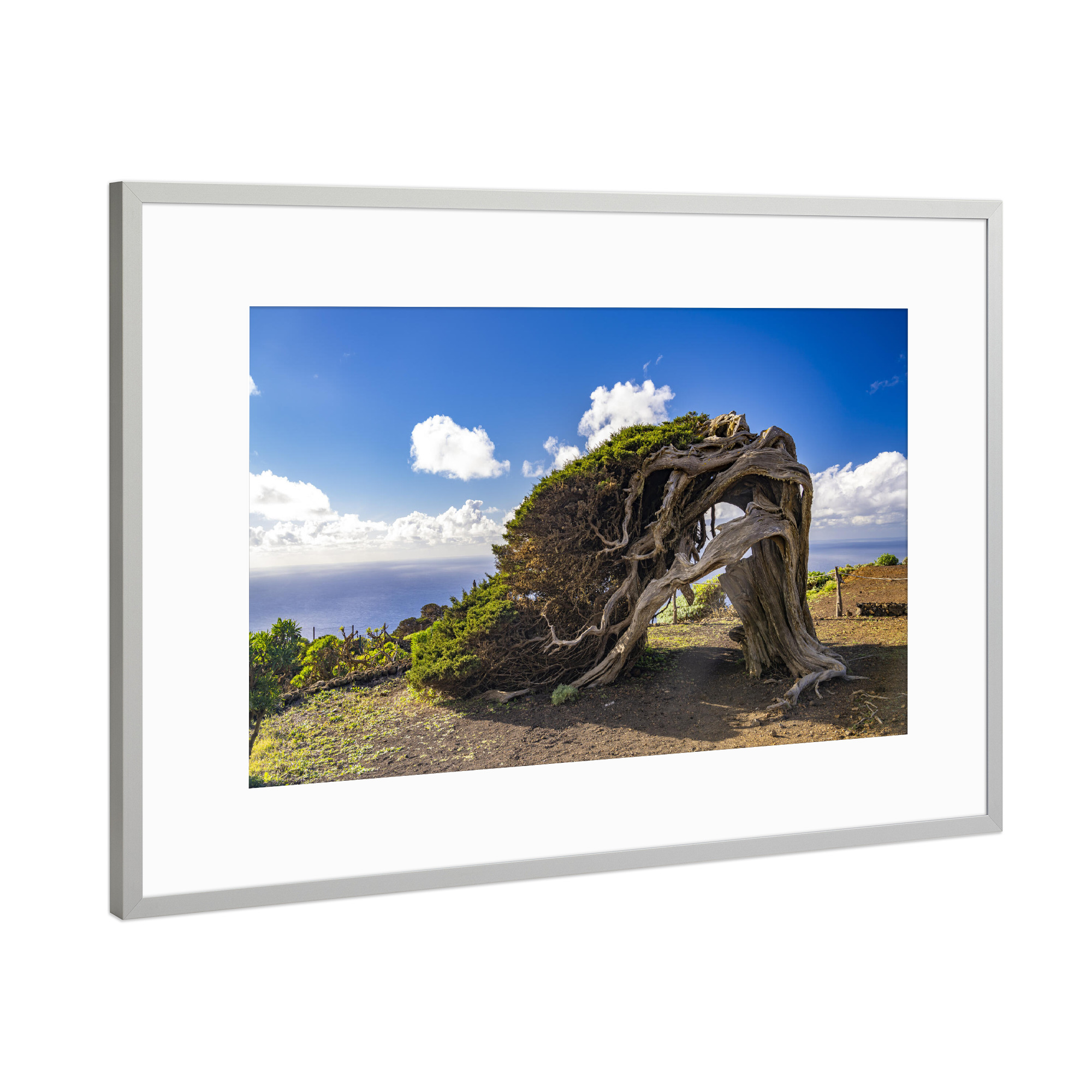 Poster mit Rahmen Silber "El Sabinar, El Hierro" artboxONE - Natur - El sabinar,El hierro,Kanarische inseln,Spanien