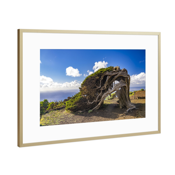 Poster mit Rahmen Gold "El Sabinar, El Hierro" artboxONE - Natur - El sabinar,El hierro,Kanarische inseln,Spanien