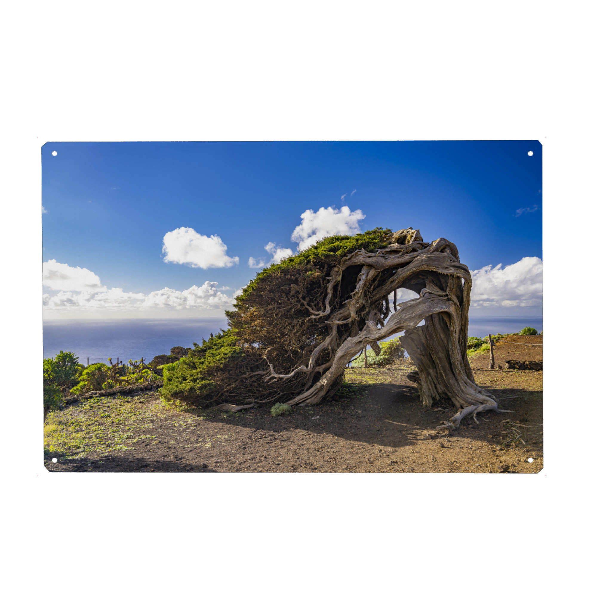 Holzbild "El Sabinar, El Hierro" artboxONE - Natur - El sabinar,El hierro,Kanarische inseln,Spanien