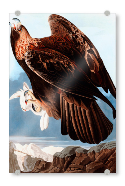 Acrylglasbild "Goldener Adler" artboxONE - Natur,Reise,Tiere