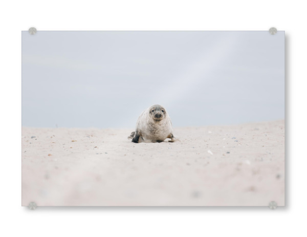 Acrylglasbild "Babyrobbe" artboxONE - Natur,Tiere - Robbe,Kegelrobbe,Tierbaby,Strand,Dünen,Sand,Helgoland,Insel,Nordsee,Seehund