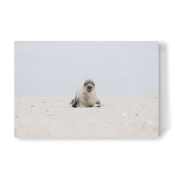 Leinwandbild "Babyrobbe" artboxONE - Natur,Tiere - Robbe,Kegelrobbe,Tierbaby,Strand,Dünen,Sand,Helgoland,Insel,Nordsee,Seehund