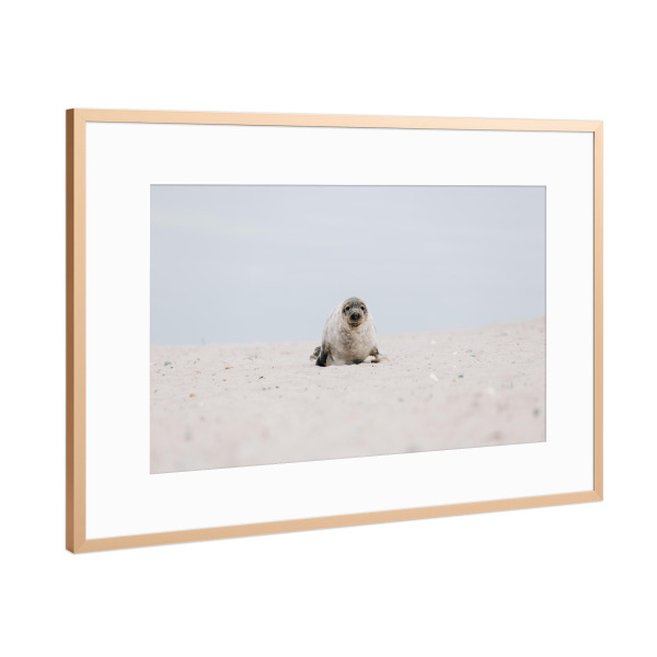 Poster mit Rahmen Kupfer "Babyrobbe" artboxONE - Natur,Tiere - Robbe,Kegelrobbe,Tierbaby,Strand,Dünen,Sand,Helgoland,Insel,Nordsee,Seehund