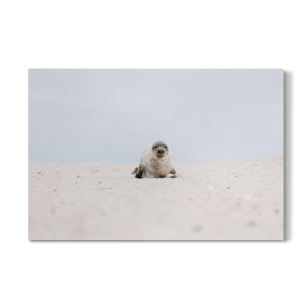 Galerie-Print "Babyrobbe" 30x20 cm artboxONE