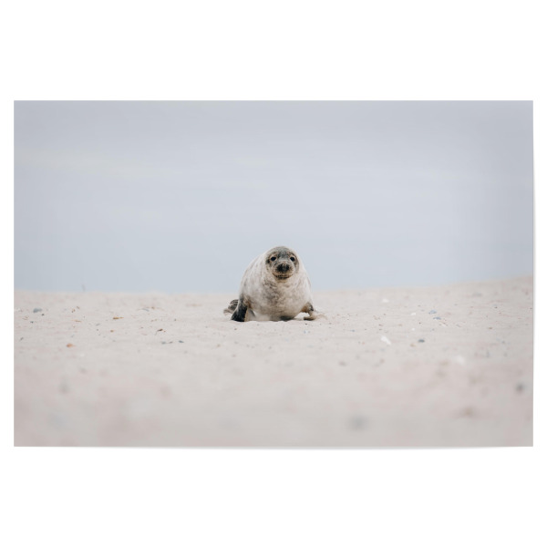 Poster "Babyrobbe" artboxONE - Natur,Tiere - Robbe,Kegelrobbe,Tierbaby,Strand,Dünen,Sand,Helgoland,Insel,Nordsee,Seehund