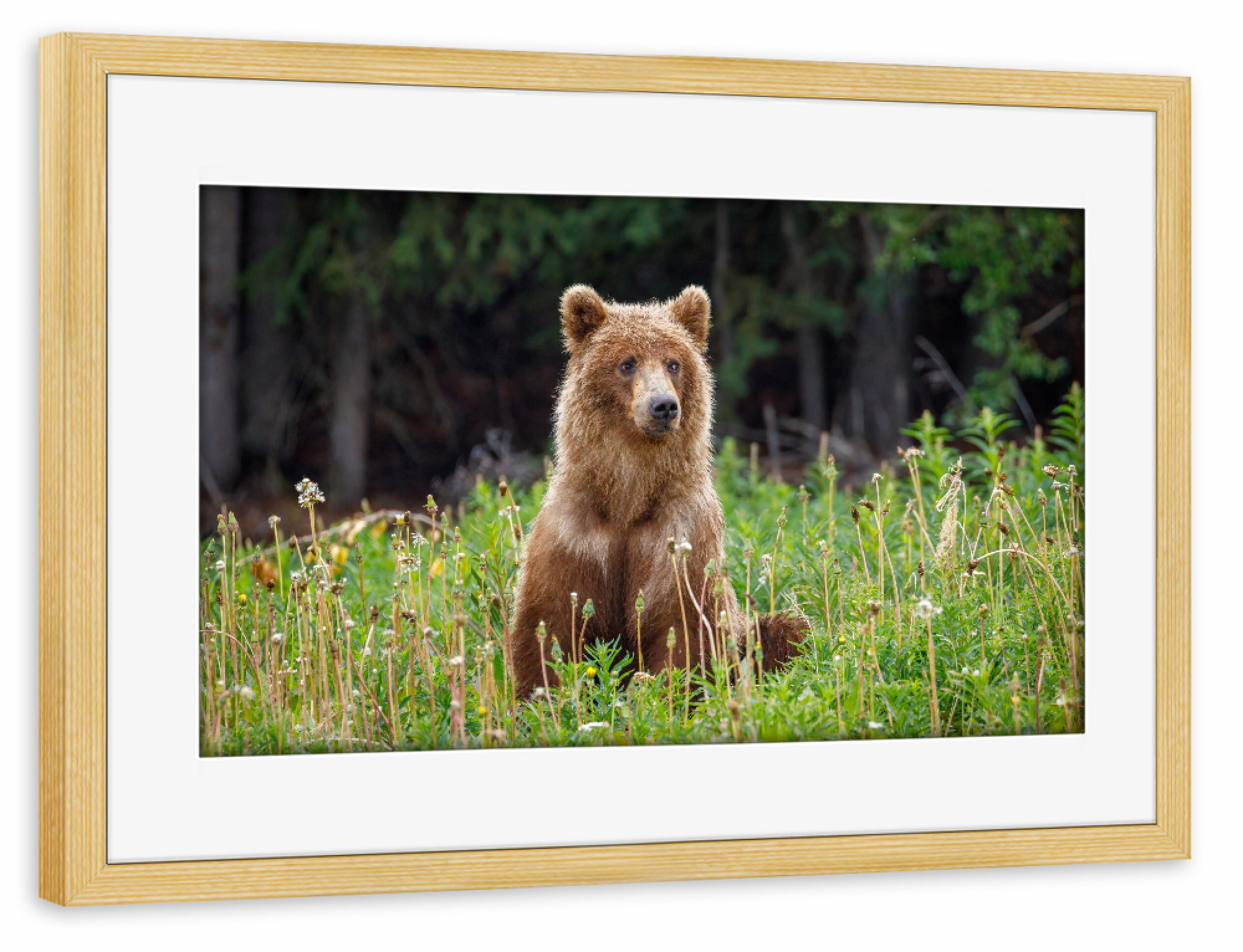 Poster mit Rahmen kiefer "Wilde Grizzlybären in Alaska" artboxONE - Natur,Tiere