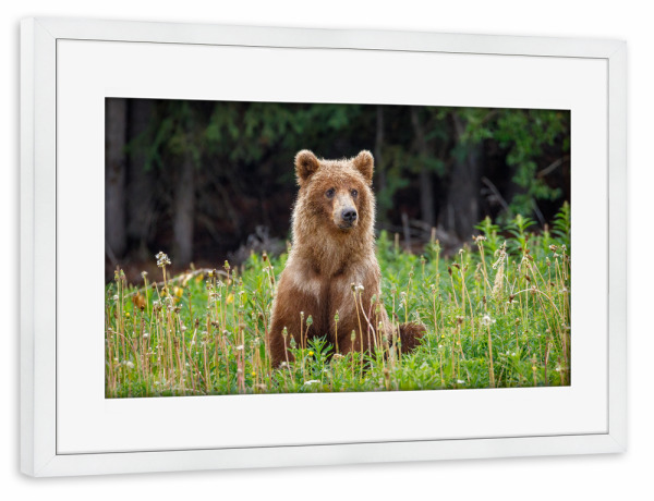 Poster mit Rahmen weiß "Wilde Grizzlybären in Alaska" artboxONE - Natur,Tiere - Bär,Grizzly,Braunbär,Grizzlybär,Kanada,Alaska,Wildlife,Teddybär,Natur