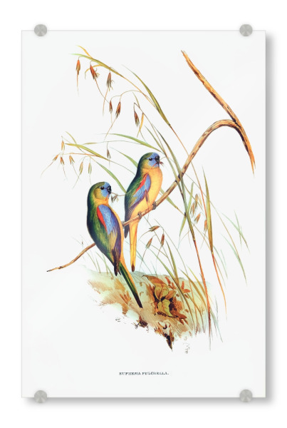 Acrylglasbild "Grassittich" artboxONE - Natur,Reise,Für Kinder,Tiere