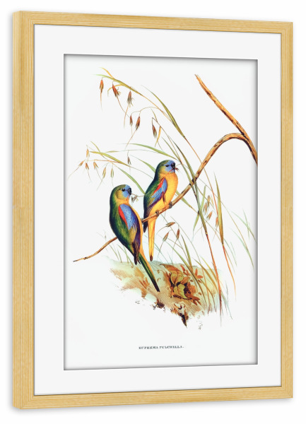 Poster mit Rahmen kiefer "Grassittich" artboxONE - Natur,Reise,Für Kinder,Tiere