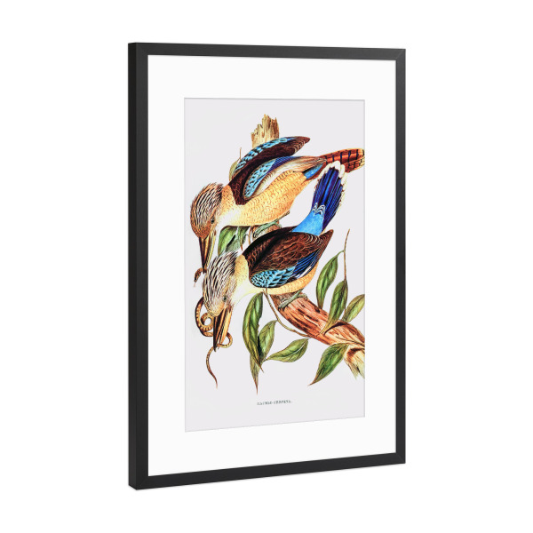 Poster mit Rahmen Schwarz (Metallic) "Kitzbrust-Eisvogel" artboxONE - Natur,Reise,Tiere,Reise / Länder,Für Mama