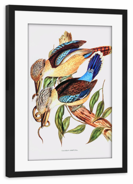Poster mit Rahmen schwarz "Kitzbrust-Eisvogel" artboxONE - Natur,Reise,Tiere,Reise / Länder,Für Mama