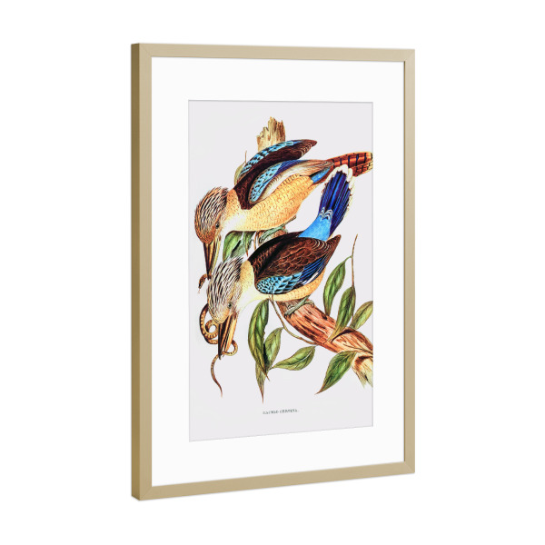 Poster mit Rahmen Gold "Kitzbrust-Eisvogel" artboxONE - Natur,Reise,Tiere,Reise / Länder,Für Mama