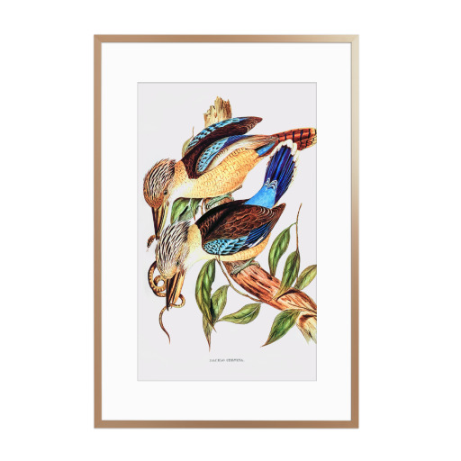 Fawn-breasted Kingfisher