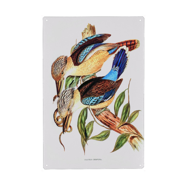 Holzbild "Kitzbrust-Eisvogel" artboxONE - Natur,Reise,Tiere,Reise / Länder,Für Mama