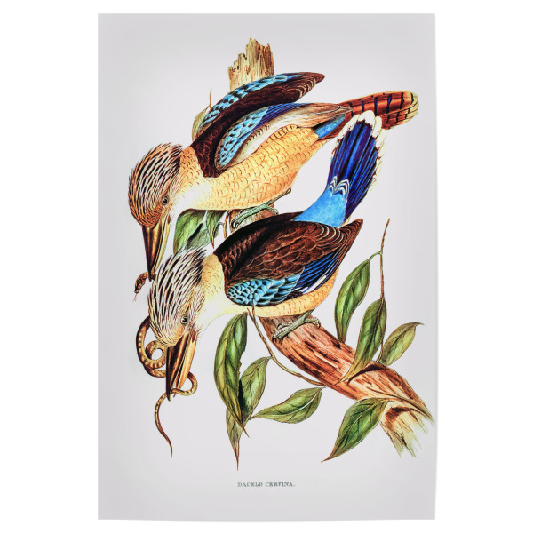 Poster 30x20 cm "Kitzbrust-Eisvogel" artboxONE - Natur,Reise,Tiere,Reise / Länder,Für Mama