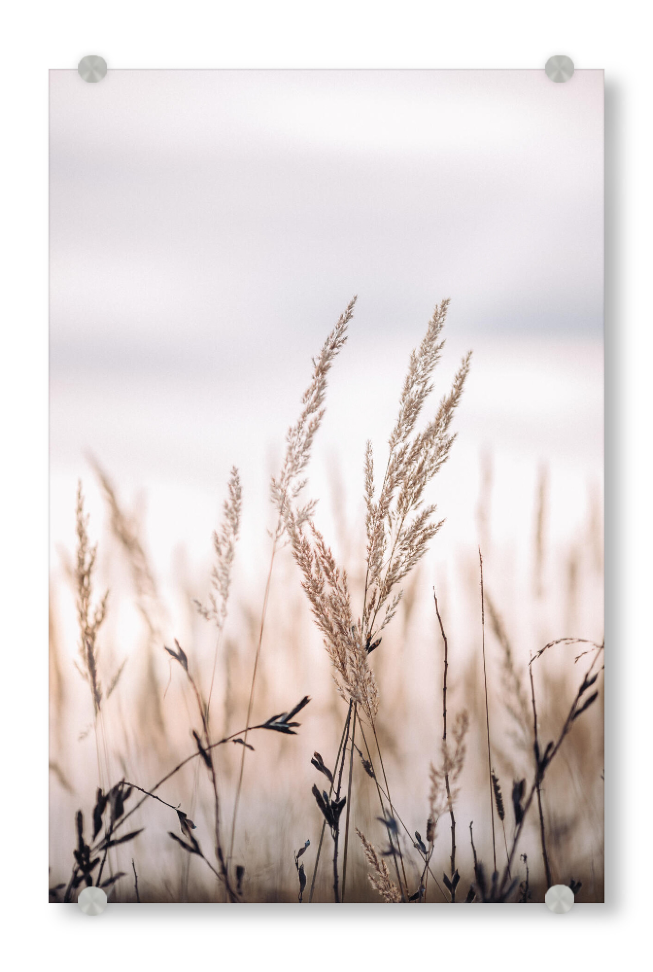 Acrylglasbild "Grass stems and dusty sky" artboxONE - Natur,Floral - Grasshalme,Pampas,Gras,Floral,Natur,Trocken,Pflanzen,Nahaufnahme,Botanisch,Feld