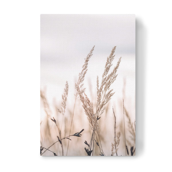 Leinwandbild "Grass stems and dusty sky" artboxONE - Natur,Floral - Grasshalme,Pampas,Gras,Floral,Natur,Trocken,Pflanzen,Nahaufnahme,Botanisch,Feld