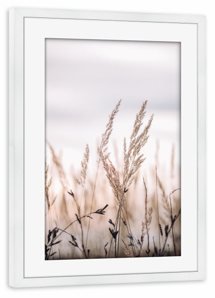 Poster mit Rahmen weiß "Grass stems and dusty sky" artboxONE - Natur,Floral