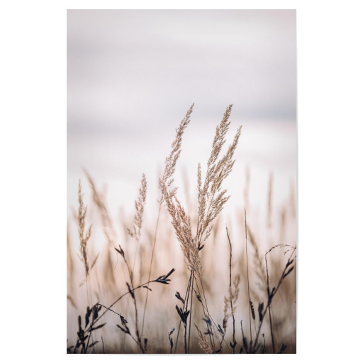 Grass stems and dusty sky