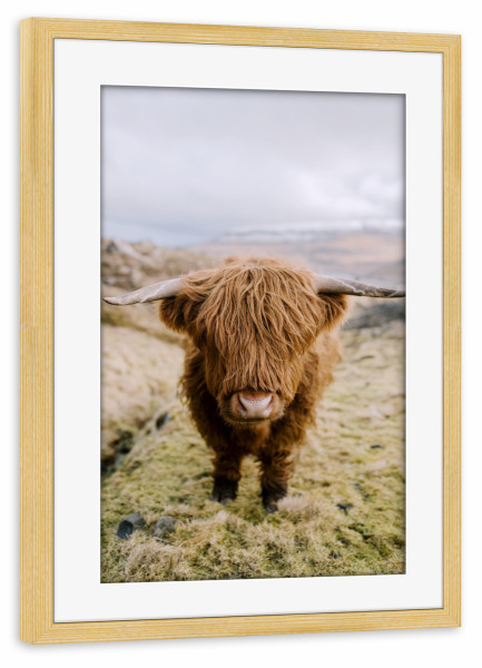 Poster mit Rahmen kiefer "Highland Cattle in Nature" artboxONE - Natur,Tiere - Hochland,Rind,Hochlandrind,Süß,Natur,Gras,Tiere,Nahaufnahme