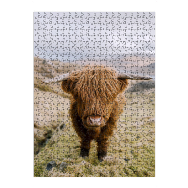 Puzzle Ravensburger "Highland Cattle in Nature" artboxONE - Natur,Tiere - Hochland,Rind,Hochlandrind,Süß,Natur,Gras,Tiere,Nahaufnahme