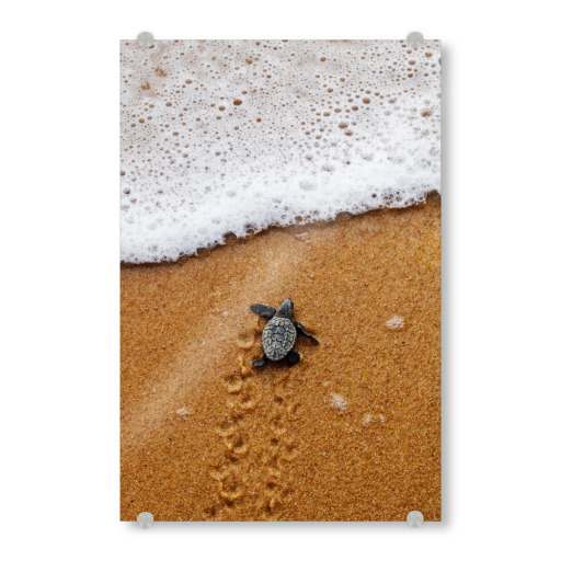 Baby turtle crawling to the sea