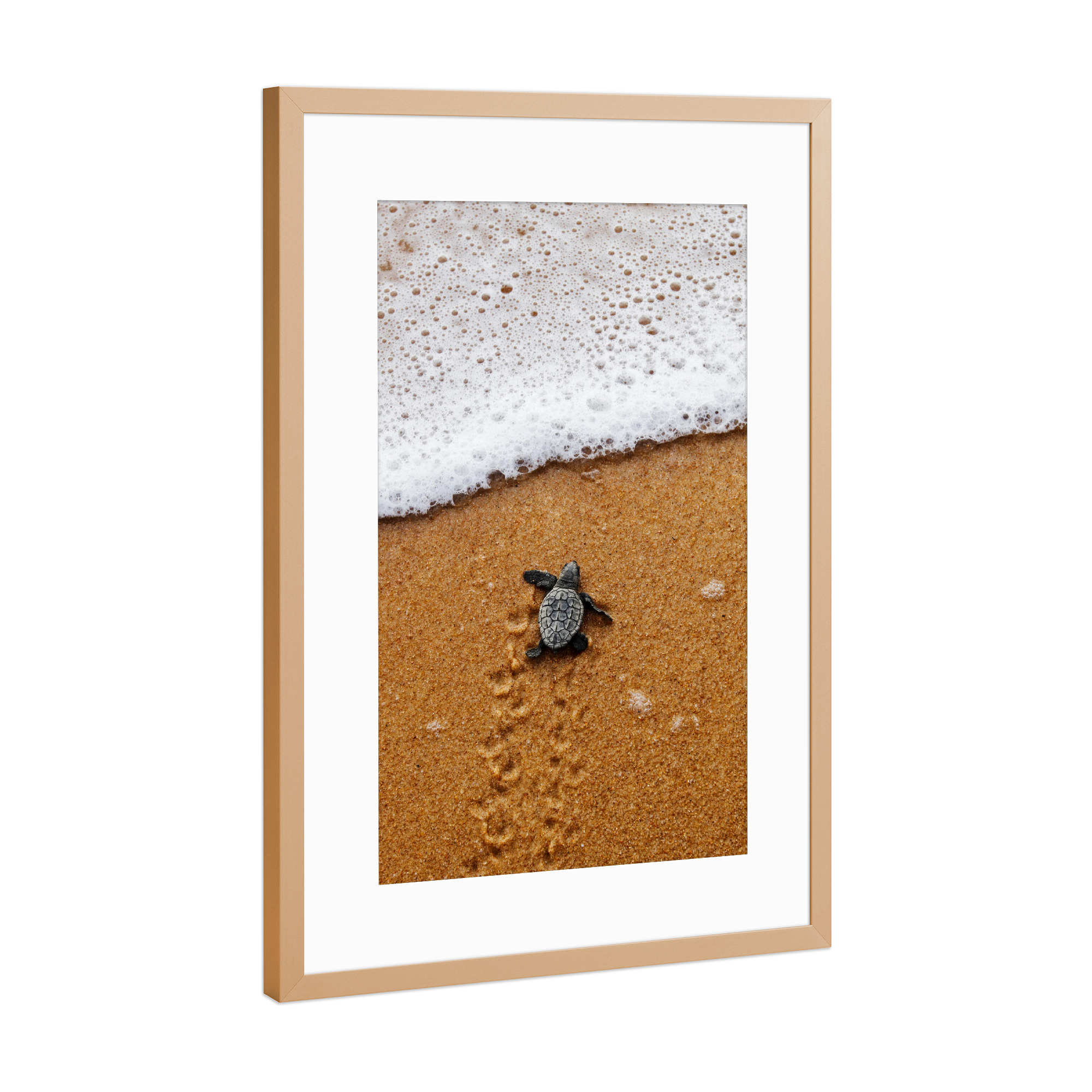 Poster mit Rahmen Kupfer "Baby Schildkröte kriecht ins Meer" artboxONE - Natur,Reise,Tiere,Reise / Strand und Meer