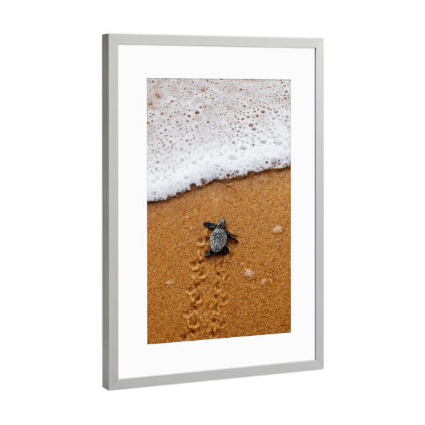 Poster mit Rahmen Silber "Baby Schildkröte kriecht ins Meer" artboxONE - Natur,Reise,Tiere,Reise / Strand und Meer