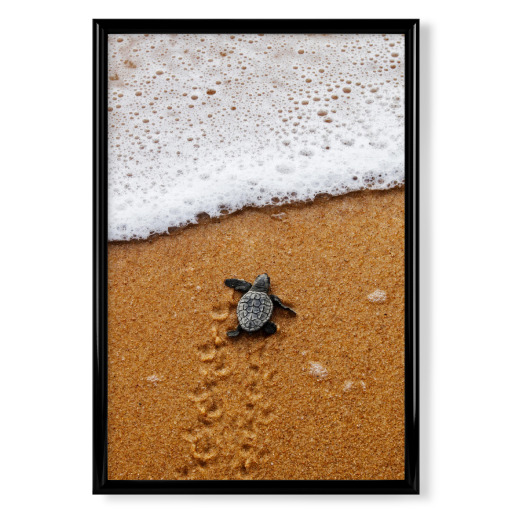 Baby turtle crawling to the sea