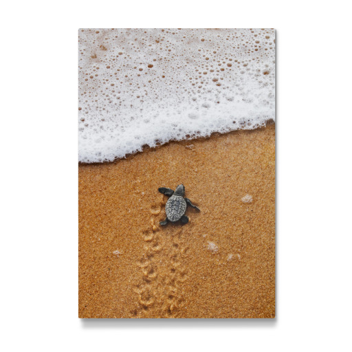 Baby turtle crawling to the sea