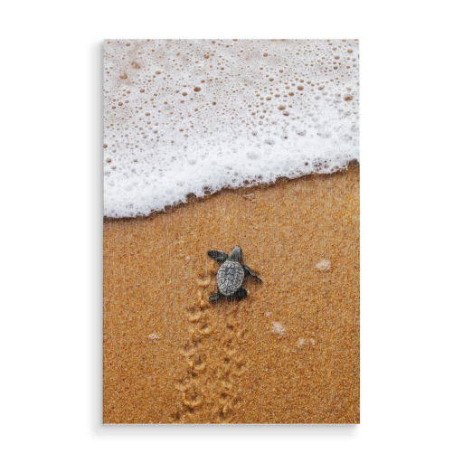 Baby turtle crawling to the sea