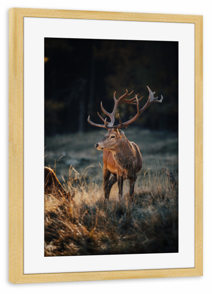 Poster mit Rahmen kiefer "Rothirsch bei Sonnenuntergang" artboxONE - Natur,Reise,Tiere