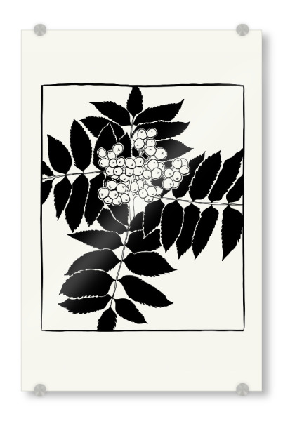 Acrylglasbild "Floral Ink VI collection" artboxONE - Floral,Abstrakt - Floral,Illustration,Pflanzen,Abstrakt,Blumen,Ink
