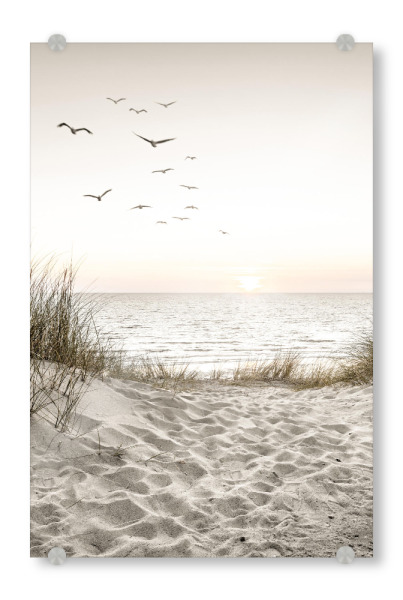 Acrylglasbild "Birds at the sea" artboxONE - Natur,Reise - Birds,Sea,Beach,Sand,Natur,Beige,Reise,Grass,Vögel,Strand