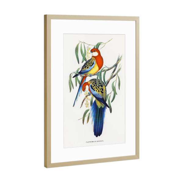 Poster mit Rahmen Gold "Rosenhügelsittich" artboxONE - Natur,Reise,Für Kinder,Tiere,Reise / Länder