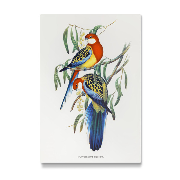 Galerie-Print "Rosenhügelsittich" 30x20 cm artboxONE