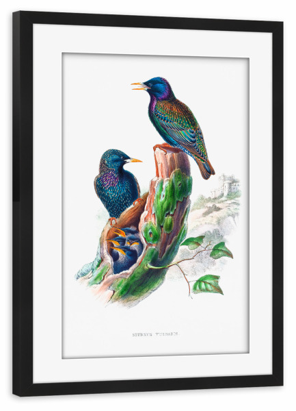 Poster mit Rahmen schwarz "Sturnur vulgaris" artboxONE - Natur,Reise,Für Kinder,Tiere