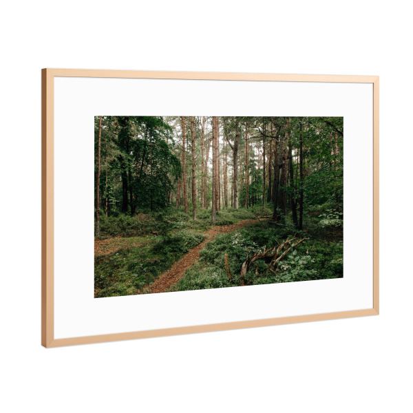 Poster mit Rahmen Kupfer "Darßer Urwald" artboxONE - Natur,Reise,Floral - Darss,Fischland-darss,Wald,Natur,Bäume,Baum,Urwald,Weg,Ostsee,Darß