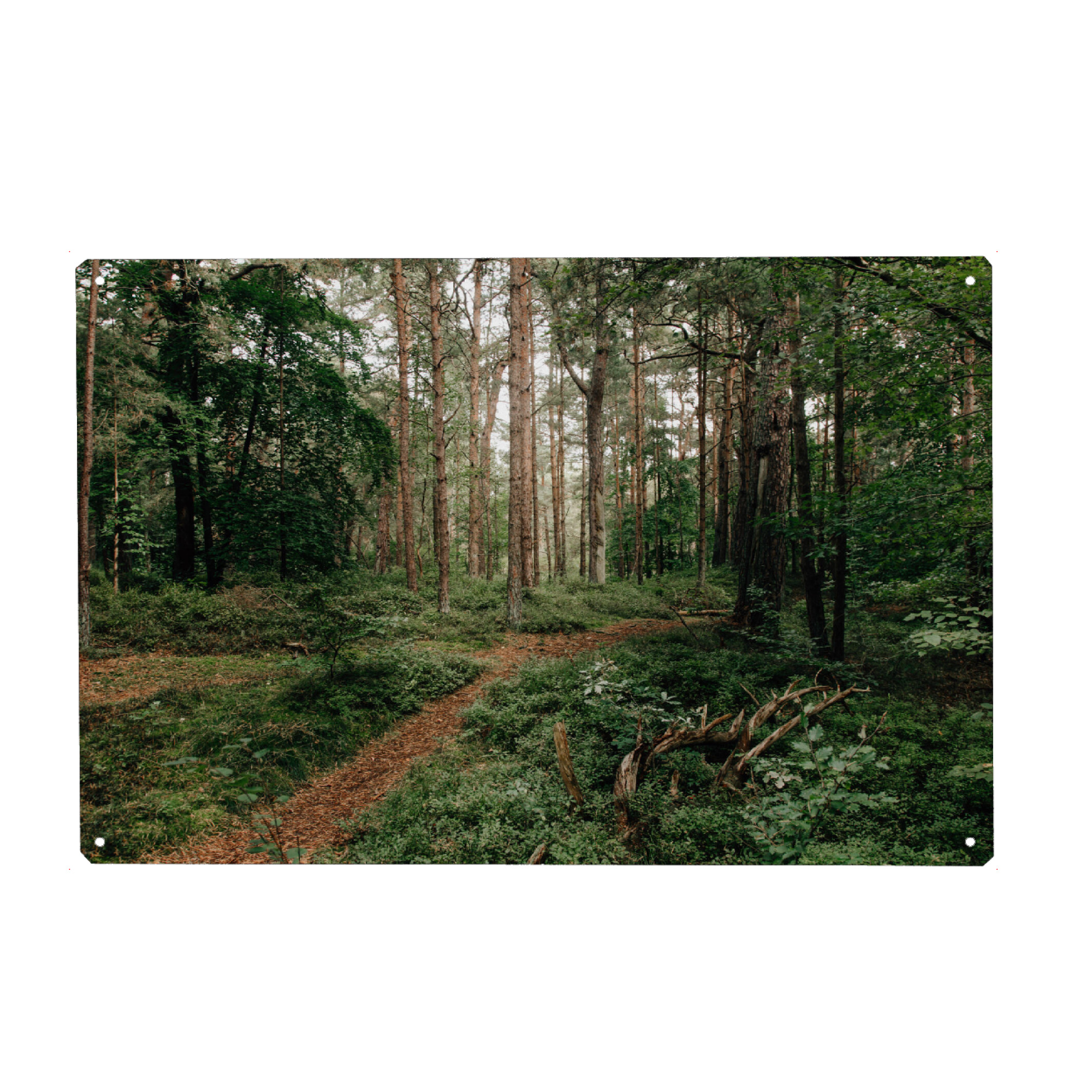 Metall Poster "Darßer Urwald" artboxONE - Natur,Reise,Floral - Darss,Fischland-darss,Wald,Natur,Bäume,Baum,Urwald,Weg,Ostsee,Darß - Blechschild