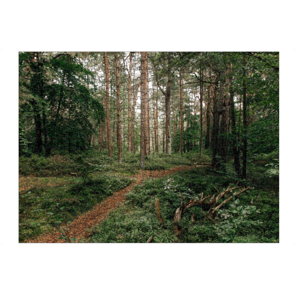 Puzzle Ravensburger "Darßer Urwald" artboxONE - Natur,Reise,Floral - Darss,Fischland-darss,Wald,Natur,Bäume,Baum,Urwald,Weg,Ostsee,Darß - Bild darss