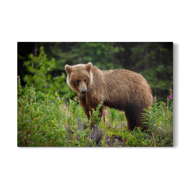 Galerie-Print "Grizzlybären" 30x20 cm artboxONE