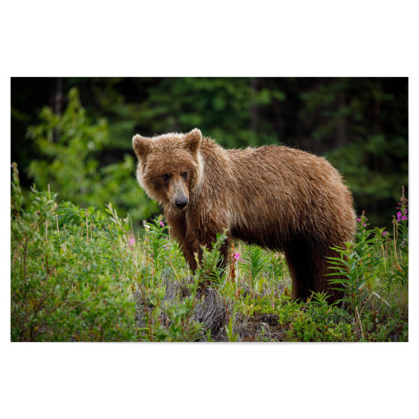 Poster 30x20 cm "Grizzlybären" artboxONE - Natur,Tiere - Bär,Grizzly,Braunbär,Grizzlybär,Kanada,Alaska,Wildlife,Teddybär