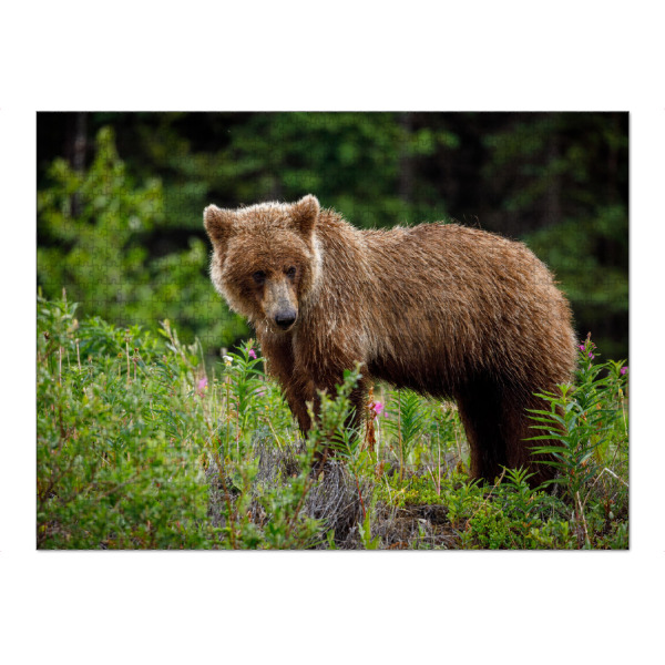 Puzzle Ravensburger "Grizzlybären" artboxONE - Natur,Tiere - Bär,Grizzly,Braunbär,Grizzlybär,Kanada,Alaska,Wildlife,Teddybär - Bild bär