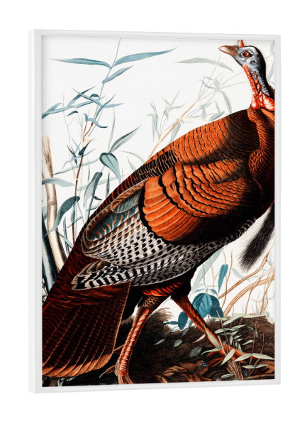 Poster mit weißem Rahmen "Wilder Truthahn" artboxONE - Natur,Reise,Tiere,Für Mama,Für Papa