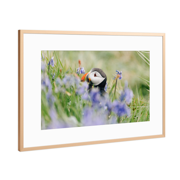 Poster mit Rahmen Kupfer "Papageientaucher in Blumen" artboxONE - Natur,Reise,Tiere