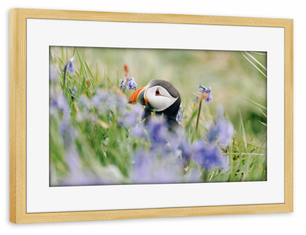 Poster mit Rahmen kiefer "Papageientaucher in Blumen" artboxONE - Natur,Reise,Tiere