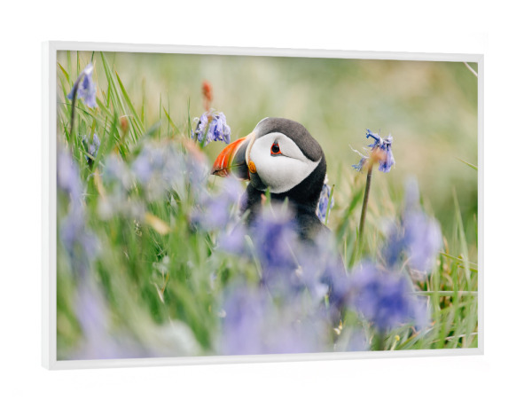 Poster mit weißem Rahmen "Papageientaucher in Blumen" artboxONE - Natur,Reise,Tiere