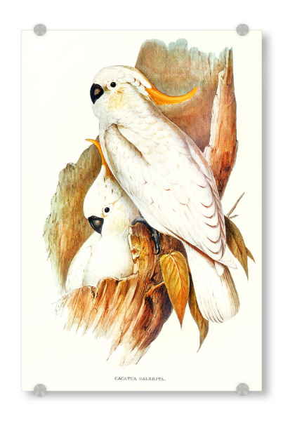 Acrylglasbild "Haubenkakadu" artboxONE - Natur,Reise,Für Kinder,Tiere,Für Mama