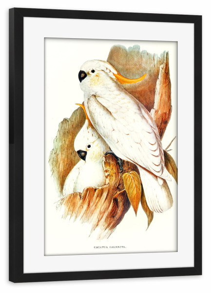 Poster mit Rahmen schwarz "Haubenkakadu" artboxONE - Natur,Reise,Für Kinder,Tiere,Für Mama