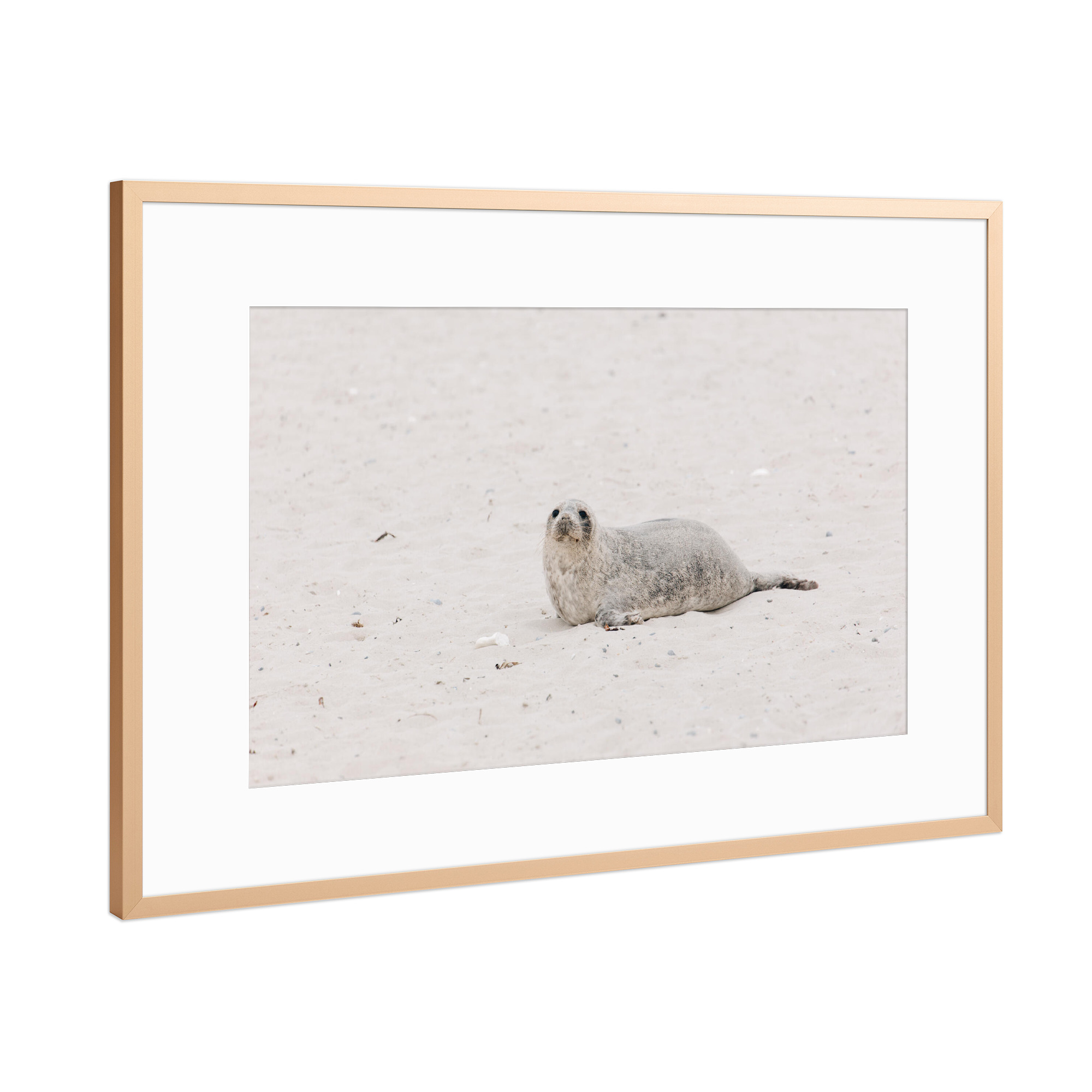 Poster mit Rahmen Kupfer "Babykegelrobbe" artboxONE - Natur,Tiere - Kegelrobbe,Robbe,Tierbaby,Tiere,Strand,Helgoland,Dünen,Sand,Seehund,Wildnis